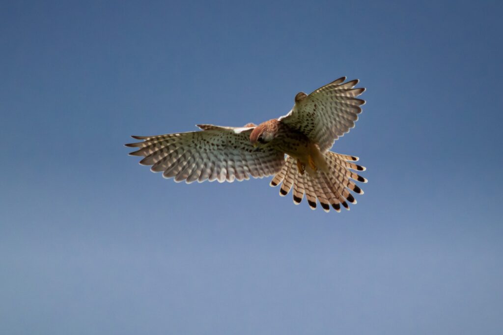 Falcons and birds of prey present a real risk to aircraft.