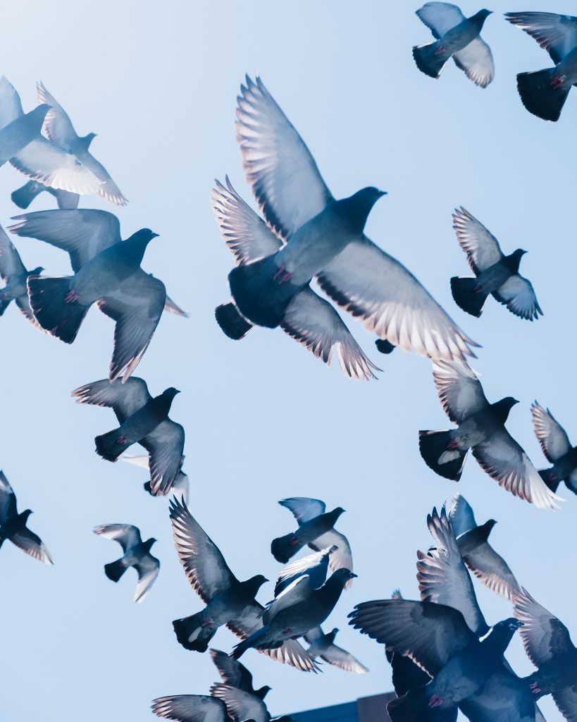 Pigeons often congregate at airports. Bird scaring devices are needed to secure airplanes against threats of collision.